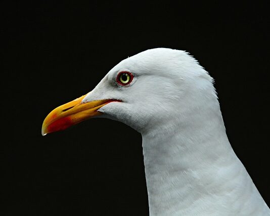 Ile osób zginęło nad Morskim Okiem?