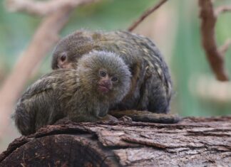 Jak nazywa się najmniejsza wieś w Polsce?