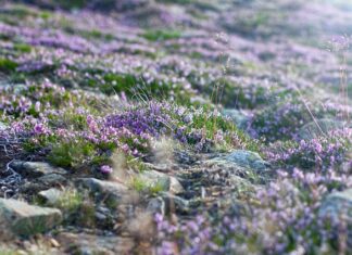 Kiedy najlepiej wybrać się na Śnieżkę?