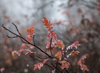 Jak się nazywa ruski alfabet? Jak się nazywa ruski alfabet?