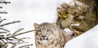 Ile Polska ma Leopard 2?