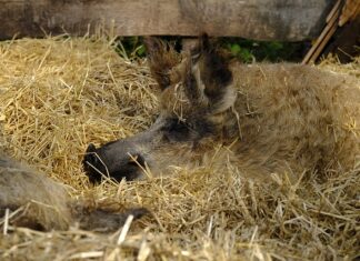 Jakim narodem są Węgrzy? Jakim narodem są Węgrzy?