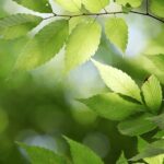 Które państwo nie jest zaliczane do tak zwanych krajów bałtyckich? Które państwo nie jest zaliczane do tak zwanych krajów bałtyckich?