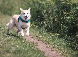 Jak szybko biegać bez zadyszki?